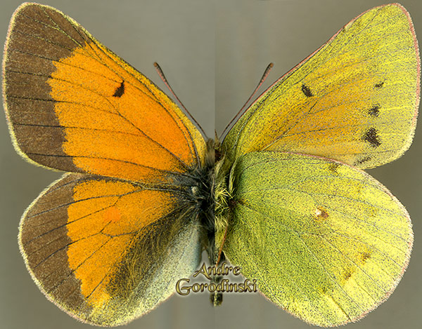 http://www.gorodinski.ru/pieridae/Colias adelaidae.jpg